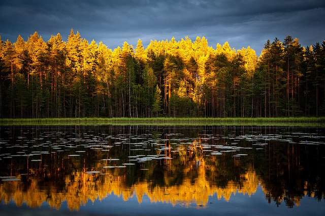 Universal Science Woodlands Help to Cool The Planet